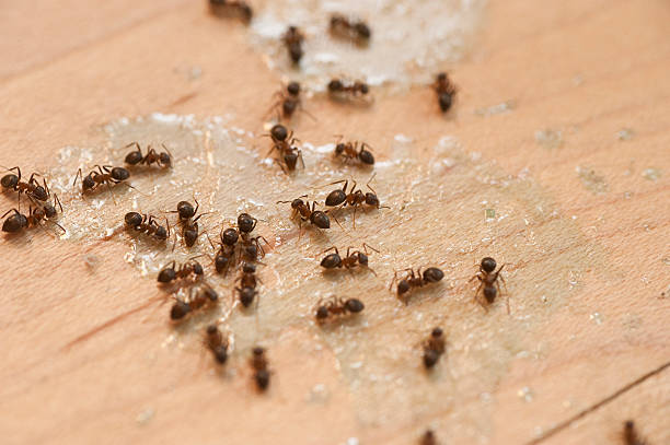 Best Affordable Pest Control Services  in Boothwyn, PA